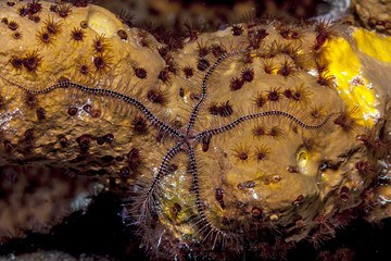 sponge brittle star,marine ,invertebrate