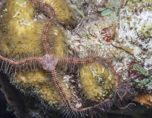 Obraz na płótnie Canvas sponge brittle star,marine ,invertebrate