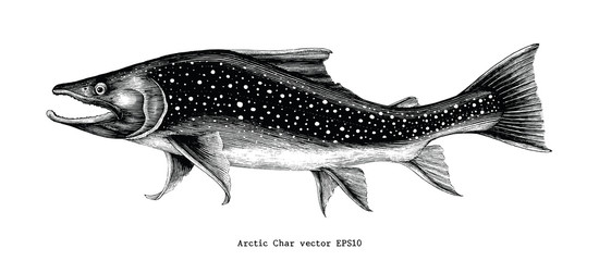 Arctic char hand drawing vintage engraving illustration