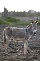 Naklejka na ściany i meble Donkey on island Bonair