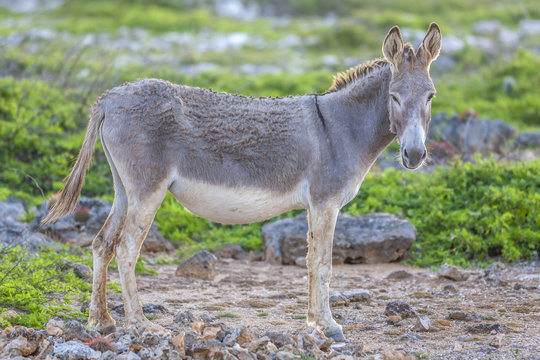 Donkey on island Bonair