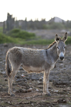 Donkey on island Bonair