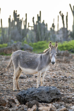 Donkey on island Bonair