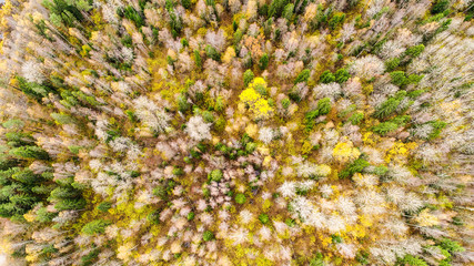 autumn landscape yellow trees blue sky photo from height