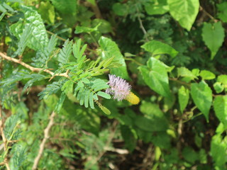 Feld - Landwirtschaft auf Kuba, Karibik