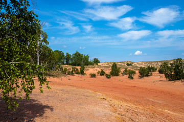 Fototapeta na wymiar trees in the sands. desert landscape with blue sky.