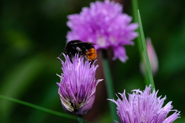 Hummel auf lila Blüte