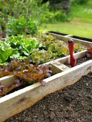 Salad in a high garden patch.