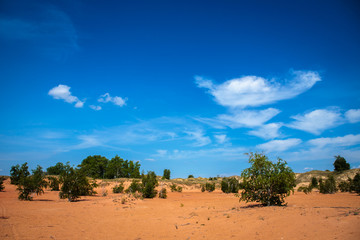 Fototapeta na wymiar trees in the sands. desert landscape with blue sky.