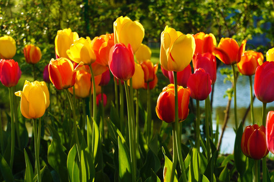 Beautiful bouquet of colorful tulips. Flowers in spring at the garden.