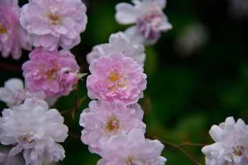 花のマクロ撮影
