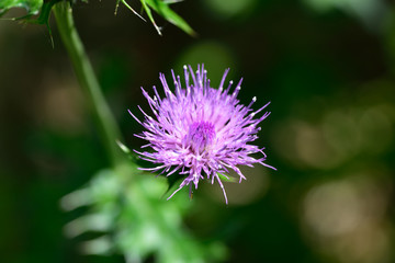 花のマクロ撮影