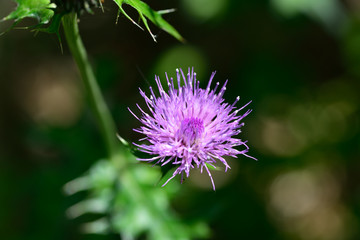 花のマクロ撮影