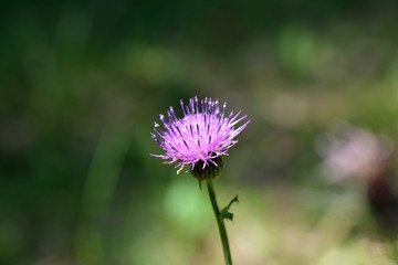 花のマクロ撮影