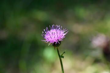 花のマクロ撮影
