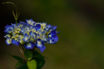 紫陽花の花