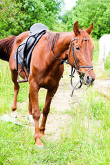 brown horse grazing in the meadow