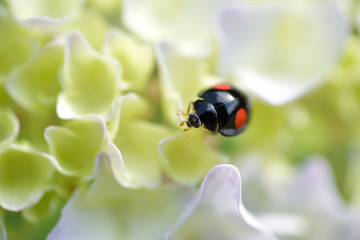 花びらの上のてんとう虫