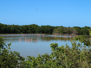 Flamingos in einem Teich, Gewässer auf Kuba, Karibik