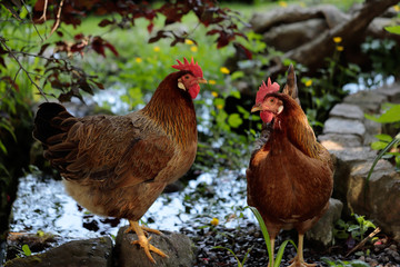 Brown chicken next to the farm pond