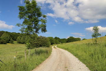 Fototapeta na wymiar Summer Landscape / Field road among meadows