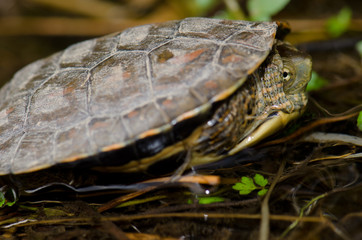 Spanish pond turtle (Mauremys leprosa). Monfrague National Park. Caceres. Extremadura. Spain.