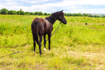 brown horse grazing in the meadow