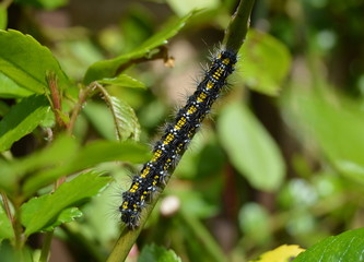 Caterpillar
