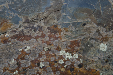 Group of lichens on a rock. The white lichen is Physcia tribacia. Monfrague National Park. Caceres. Extremadura. Spain.