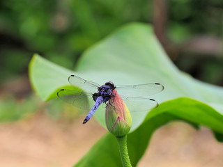 ハスの蕾にとまるトンボ