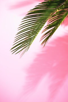Summer tropical sunny background with palm leaves