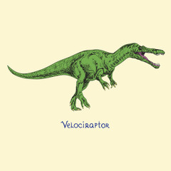 Velociraptor, hand drawn doodle sketch, vector illustration with inscription
