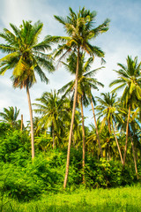 Fototapeta na wymiar Tropical beach Laem Yai with palms in the Koh Samui Island in Thailand