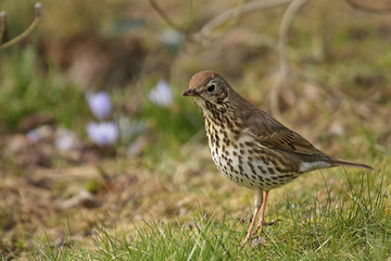Singdrossel sucht im Garten nach Wuermern