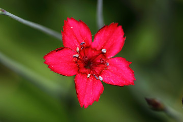 Red mini carnation- Marigolds Dianthus deltoides, small flowers of richly flowering carnation