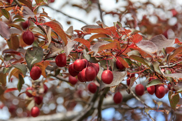 Plum Pissardi with red leaves and fruits