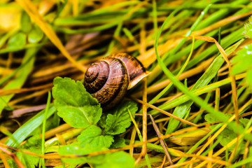 a small snail crawling on the green grass