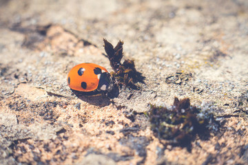 Ladybug on the wall