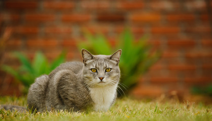 Grey Cat lying down in green grass with brick in the backgroun