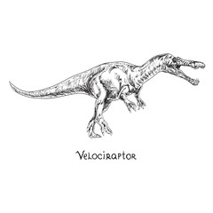 Velociraptor, hand drawn black and white doodle sketch, vector illustration with inscription