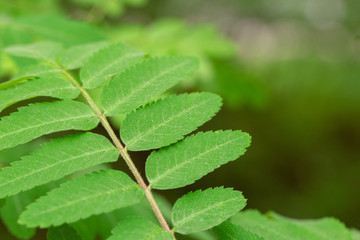 Green Foliage in the Forest