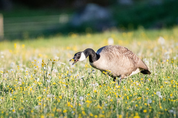 Geese on field