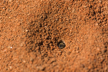 An Insect Getting Out of Its Den