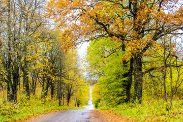 yellow autumn forest trees and road
