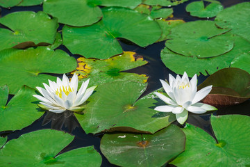 水辺に咲く睡蓮