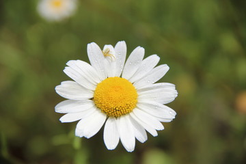 Fototapeta premium Marguerite