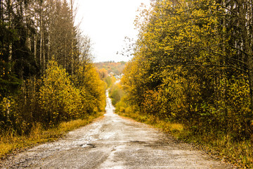 yellow autumn forest trees and road
