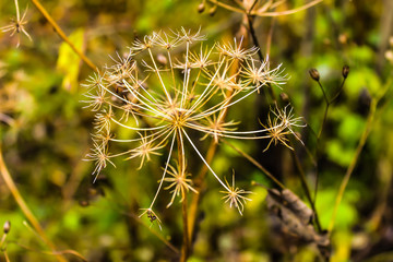 autumn landscape dry prickly plant