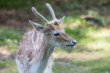 Damwild Damhirsch (Dama dama)