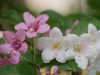 Fototapeta na wymiar Frühlingsblumen
